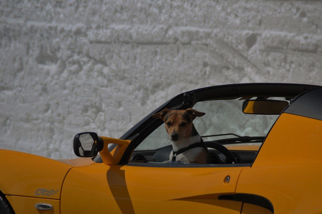 Hund im Sportwagen